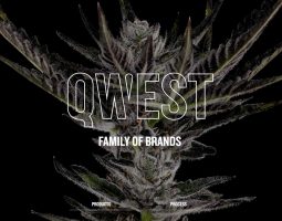 Qwest Cannabis