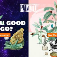palmetto cannabis