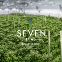 seven leaf cannabis review